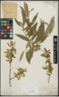 Foto von Salix alba L. x Salix fragilis L.